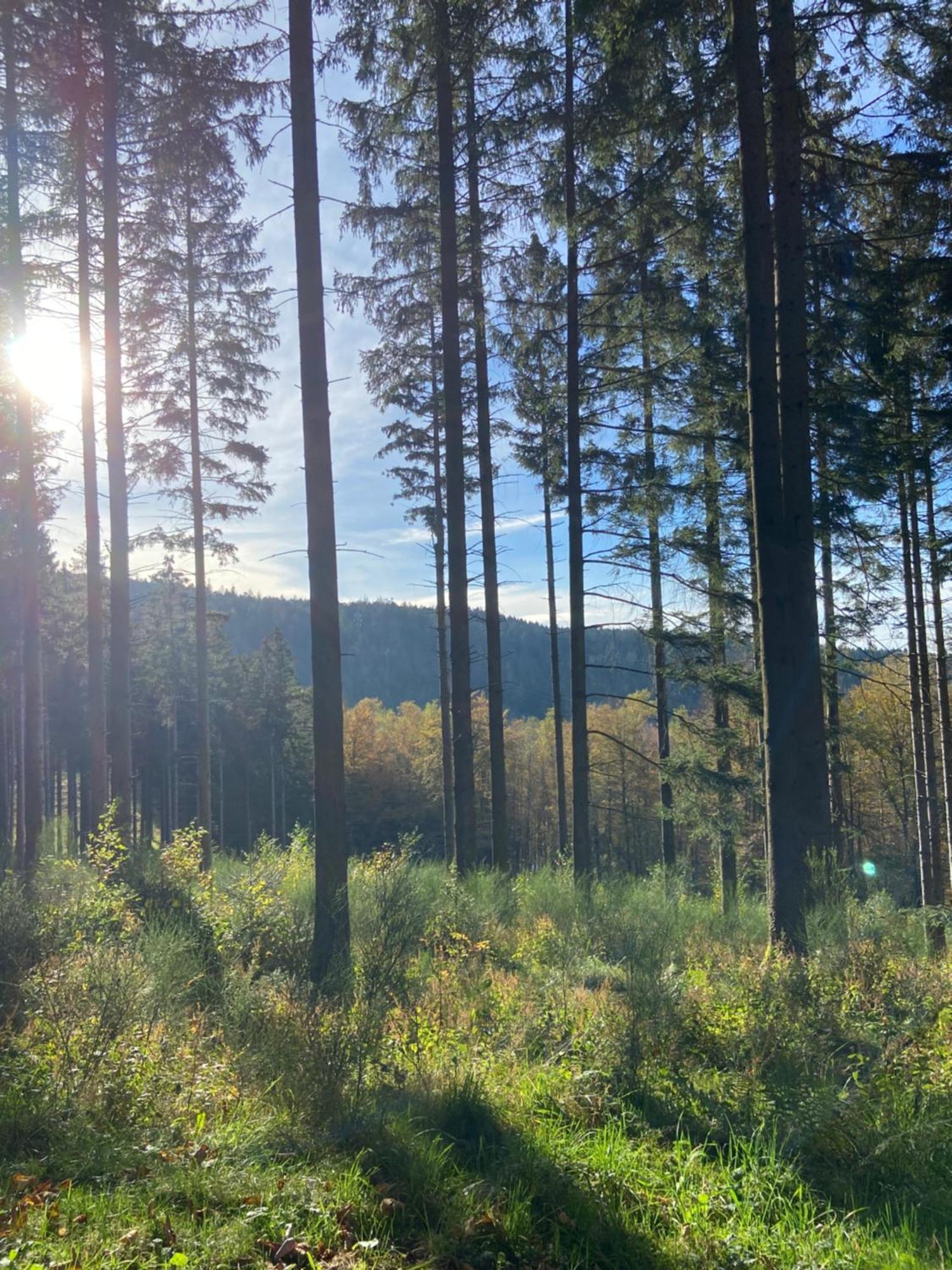 Chalet Authentique Au Calme, En Lisiere De Foret, Montagne, Sentiers 15Mn Gerardmer & Alsace "Chalet Mon Beau Sapin" Anould Dış mekan fotoğraf