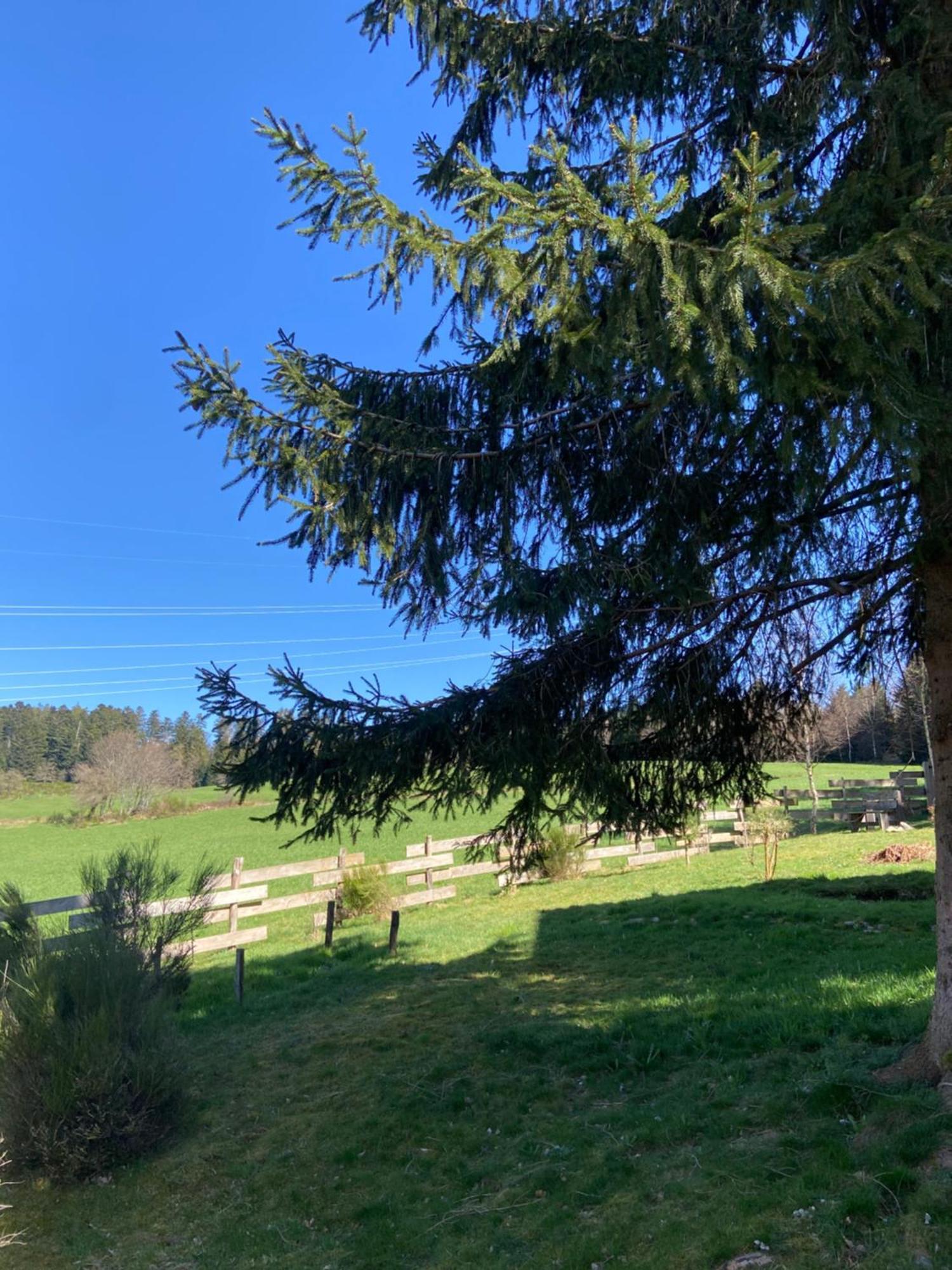 Chalet Authentique Au Calme, En Lisiere De Foret, Montagne, Sentiers 15Mn Gerardmer & Alsace "Chalet Mon Beau Sapin" Anould Dış mekan fotoğraf